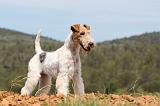 FOX TERRIER 280